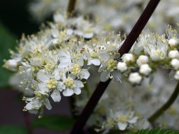 filipendula ulmaria